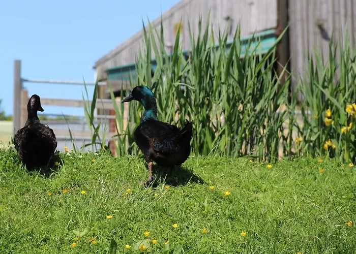 Knapp Farm Glamping Lodge 2