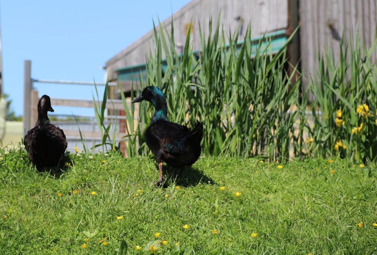 Farm Glamping 2 Campsite